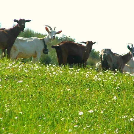 Farm stay I Moresani *
